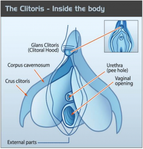 What Does The Clit Feel Like